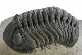 Spiny Walliserops Hammi Trilobite With Hollardops & Morocops #355819-6